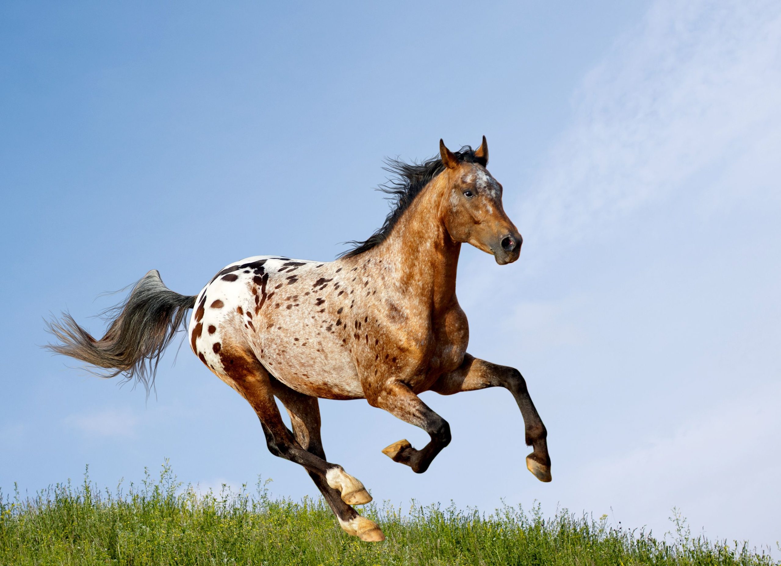 appaloosa-stallion-running-through-the-pasture-467887879-4ffc875b86904820a76c53bae0e6825b.