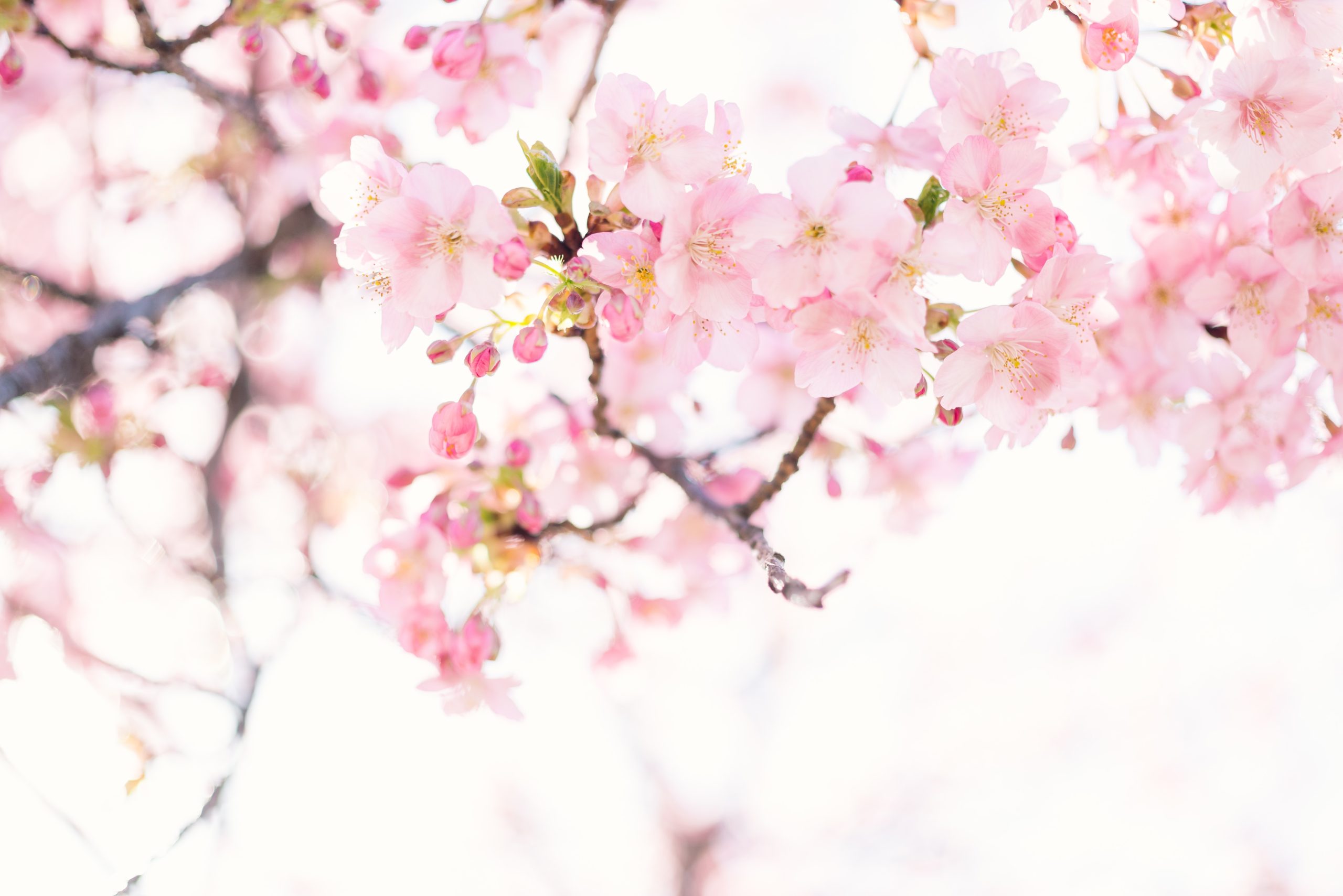 Image de Masaaki Komori